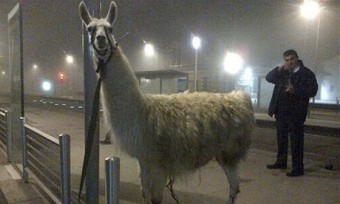 http://www.theguardian.com/world/2013/nov/04/serge-llama-tram-abducted-bordeaux